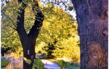 Waldweg / forest trail